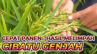 Kelebihan Dan Kekurangan Padi Cibatu Genjah, Cepat Panen Hasil Melimpah