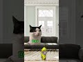 Pov you can fly, first ending ! #catmeme #funnycat #catvideos #cat #flying ￼