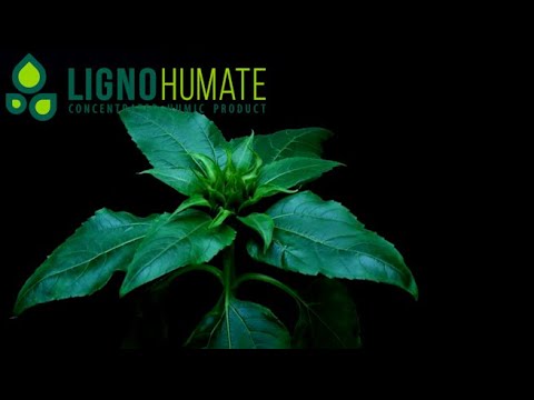 ბიოლოგიური მკვებავი - ლიგნოჰუმატი