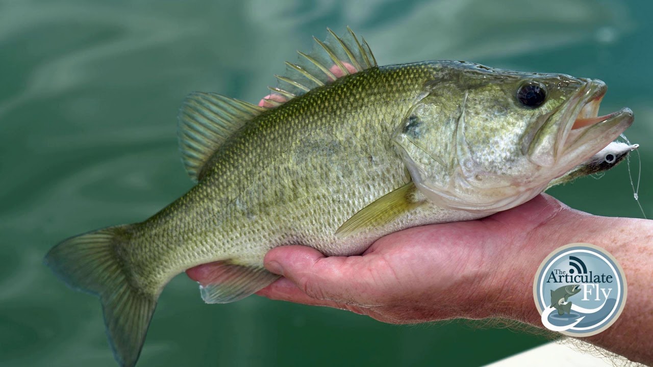 S2, Ep 81 Texas Hill Country Fishing Report with Upstream on the Fly