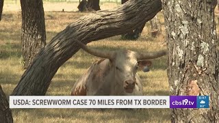 Growing concern for cattle, livestock as invasive flesh-eating parasite now 70 miles south of Texas