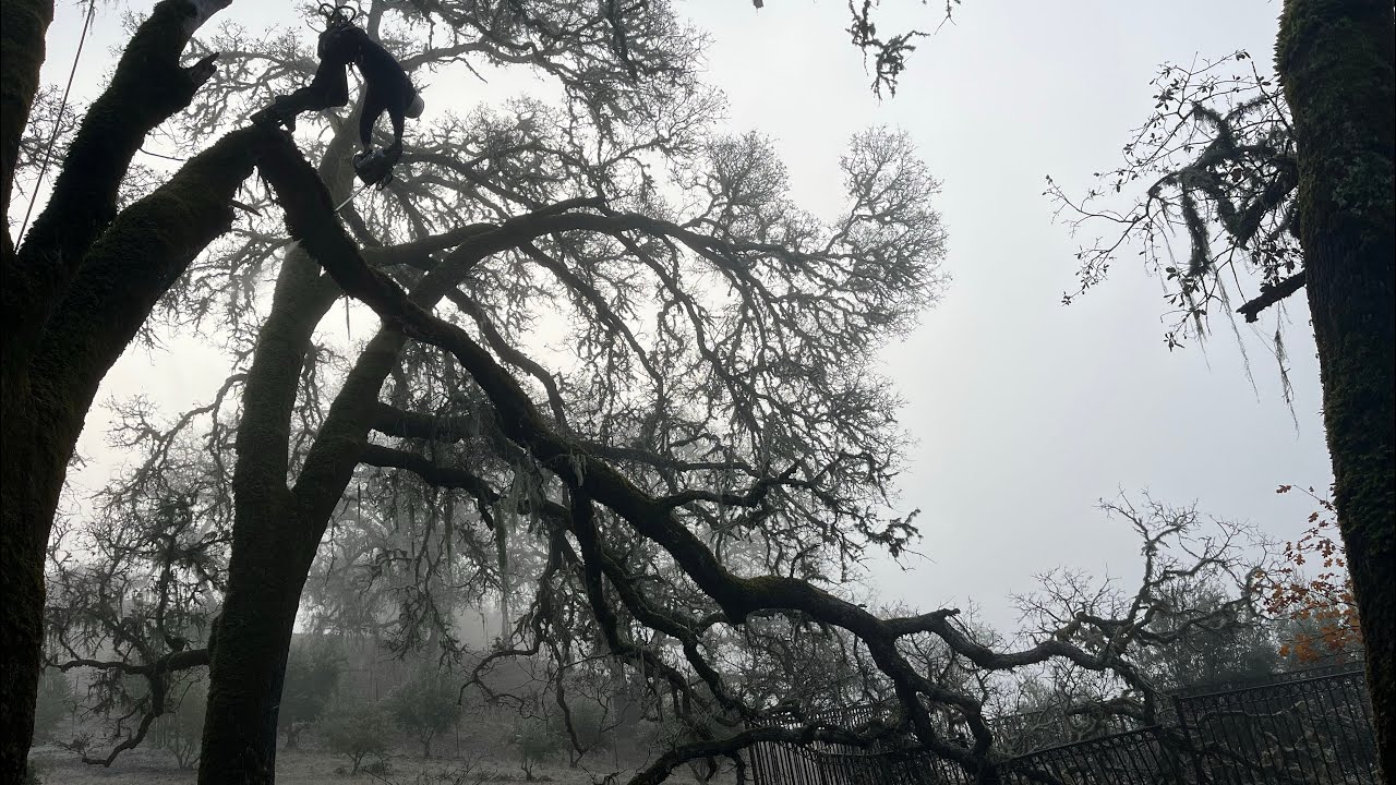 Broken limb #trees #treeclimbing - YouTube