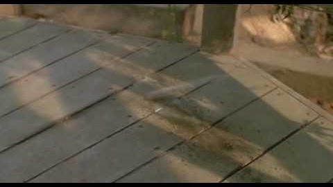 Arachnophobia Exterminator