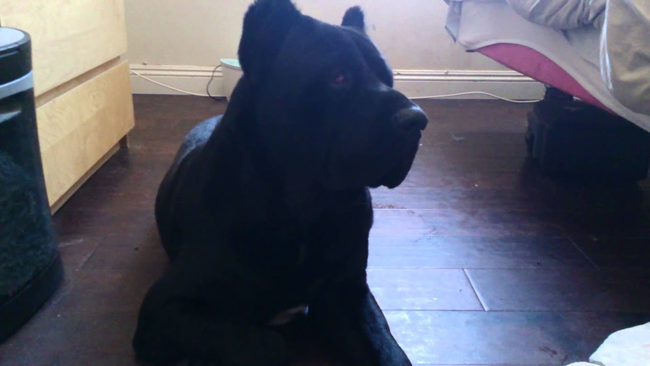 Maximus Rescue Cane Corso Youtube
