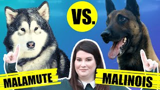 Malamute Vs Belgian Malinois