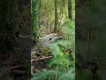 SuperbLyrebird​#SuperbLyrebird​#Lyrebird​#Wildlife​#NatureDocumentary​#BirdWatching​#AnimalBehavior