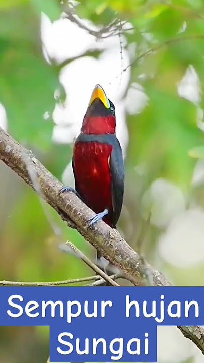 Sempur hujan sungai #birds #burungterus #kicaumania #masteranburung