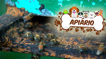 Como funciona apiário?