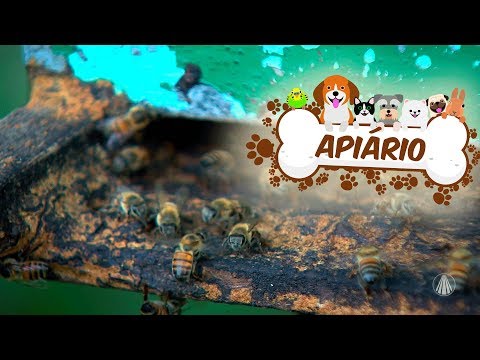 Vídeo: Onde surgiu o apiário?