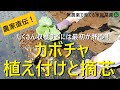 【カボチャの育て方】植え付けと親づる摘芯・仕立て方【坊ちゃん】その後の整枝方法も解説！【有機農家直伝！無農薬で育てる家庭菜園】　22/5/12