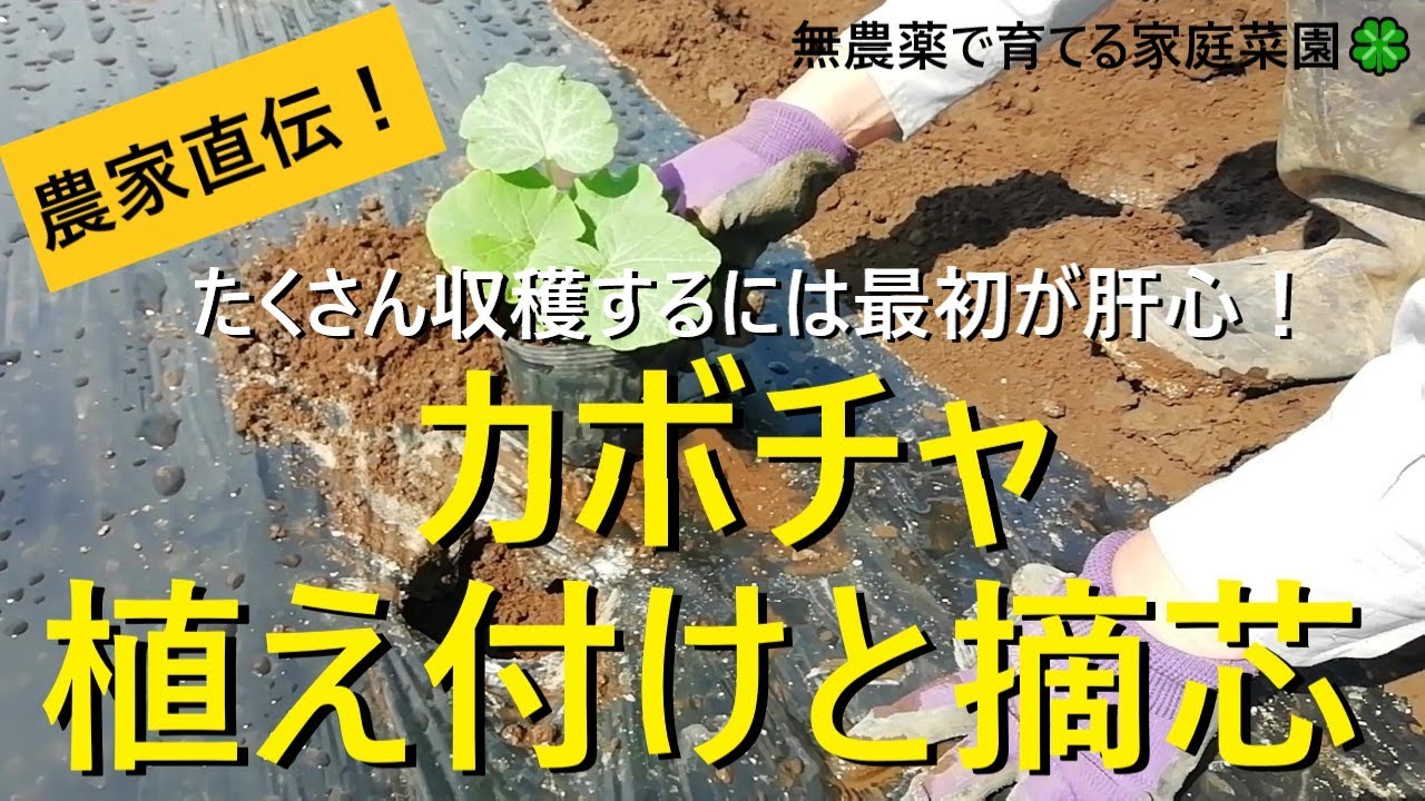 カボチャの育て方 植え付けと親づる摘芯 仕立て方 坊ちゃん その後の整枝方法も解説 有機農家直伝 無農薬で育てる家庭菜園 22 5 12 Youtube