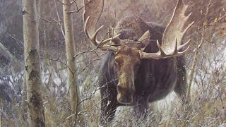 MOOSE HUNTING ! Охота на лося на реву !