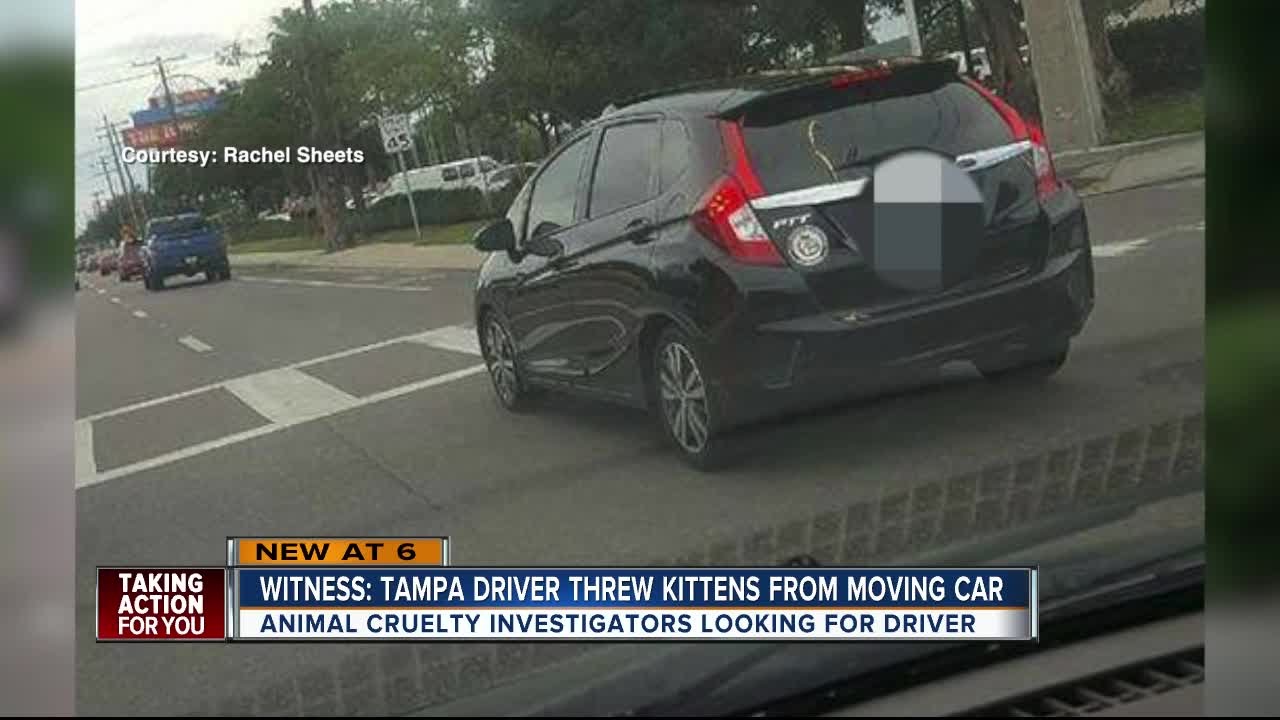 Two kittens thrown out window on Florida Avenue YouTube