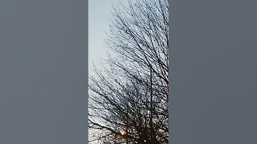 Thumbnail of CARDINAL SINGING #birds #cardinal #song #viral #peace #motivation #trending