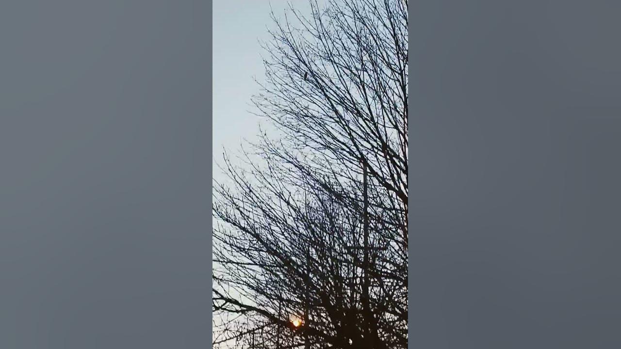CARDINAL SINGING #birds #cardinal #song #viral #peace #motivation #trending