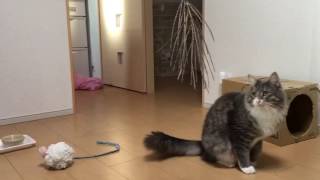アシの草をプレゼントされた猫 ノルウェージャンフォレストキャット Asi grass was gifts. Norwegian Forest Ca