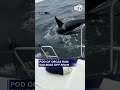 Pod of orcas ram sailboat off Spain