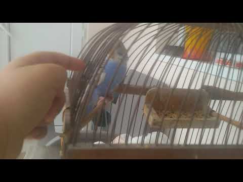 თუთიყუში