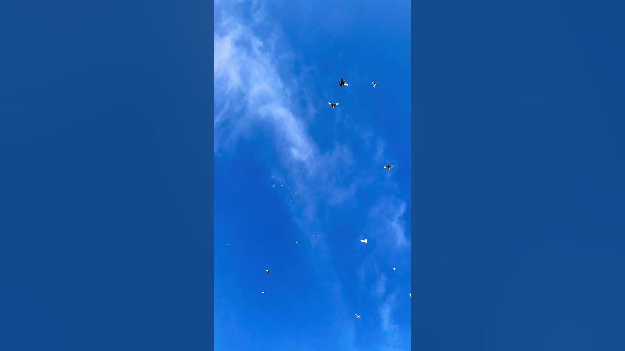 Птица в небе🕊🕊🕊 - YouTube