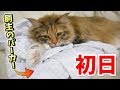飼主の新しい服に速攻で匂いつける猫が可愛いw