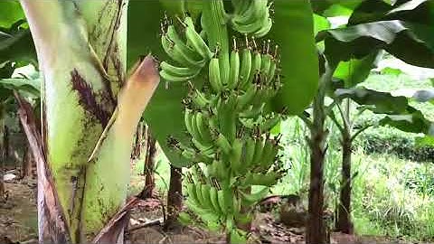 Gần 1000 cây chuối tiêu hồng trồng hơn 5 tháng đã ra rất nhiều hoa và ra buồng sớm