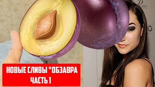 Новые Сливы / Аудиокнига / Гобзавр Gobzavr