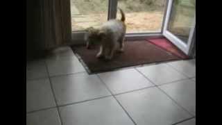 Asa Ne Stergem Noi Pe Labute