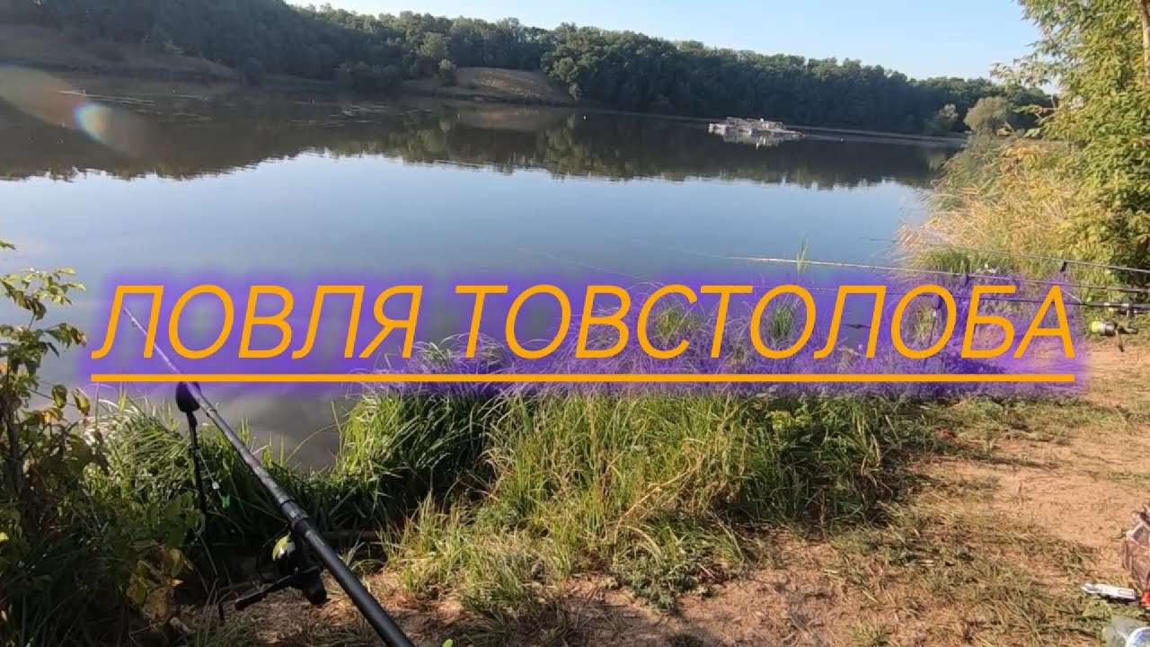 Рибалка на товстолоба на платному ставку
