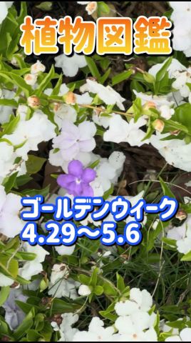 植物図鑑No.50ニオイバンマツリ植物図鑑#野草図鑑#園芸図鑑