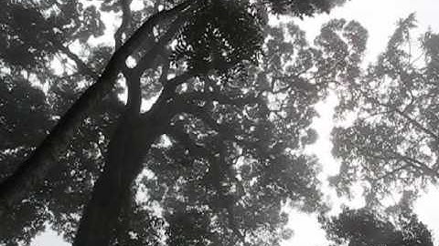 Even monkeys fall from trees