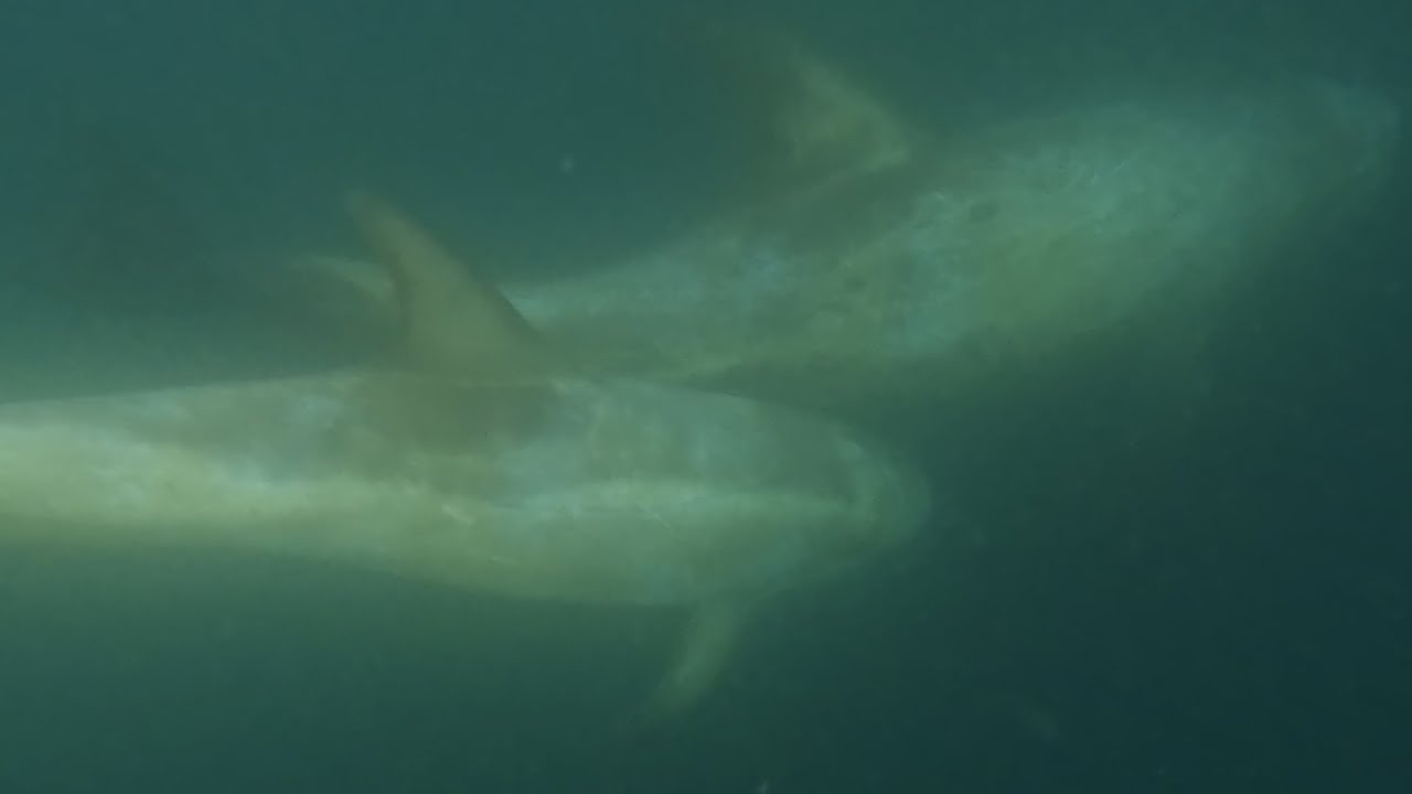 Kayaking: Rockfish and Risso’s Dolphins