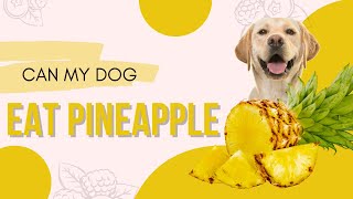 [DOG FACTS] Can Dogs Eat Pineapple? Understanding the Benefits and Risks | Tips for Puppy | ShikyFAV