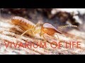 Keeping KAMIKAZE termites!!  | Vivarium update(how to keep termites)