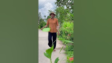 Cảnh quê Miền Tây #amthuc #mongkha #taitritv #mientay #nauan #windnet