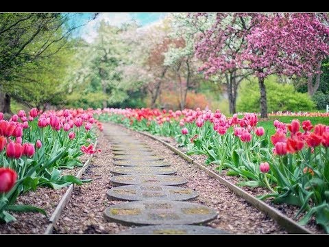 Дизайн сада – от дорожек и бордюров к цветникам и клумбам