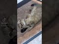 手をあげてはい!と返事する猫が可愛すぎる♡【#shorts】
