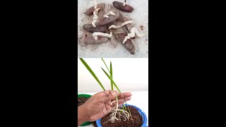 DATE SEED GERMINATION | How to Grow Date Palm Tree from SeedSprouting Seeds#Shorts
