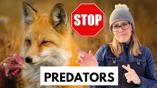 Winter Predator Protection For Chickens:  How Yo Keep Your SAFE