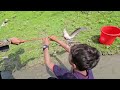 Fish huntingcatching kaika fish by hand from mud waterfishing by skilled boy