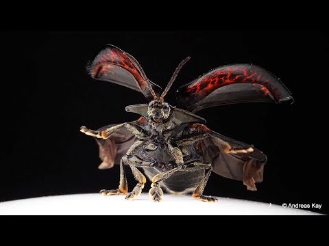 Tortoise Beetle taking off in Slow Motion