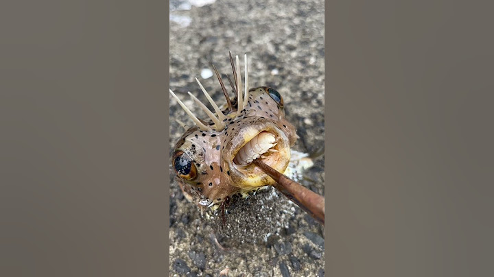 代替魚兒們的新舌頭