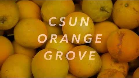 CSUN’s Living Legacy: Revitalizing The Orange Grove