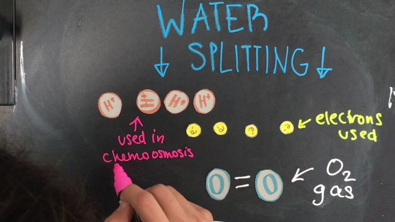 Light Dependent Stage Of Photosynthesis YouTube Light dependent stage of photosynthesis youtube