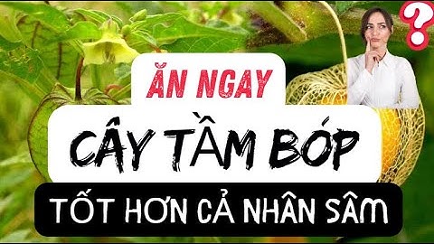 7 Công Dụng Tuyệt Vời Của Cây Tầm Bóp (Lồng Đèn) Cho Sức Khoẻ, Thành Phần & Phòng Ngừa Bệnh Mãn Tính