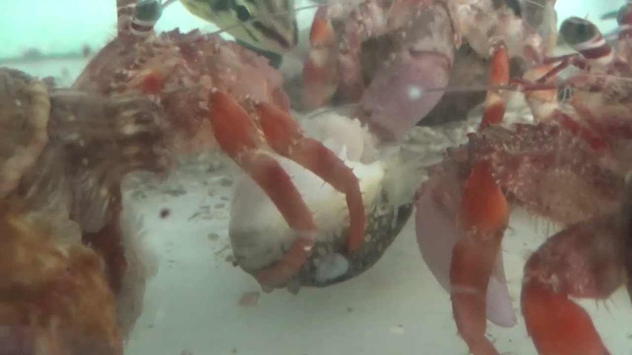 フグを捕食する海水生物のご紹介映像 釣太郎が実際に飼育し 捕食シーンを撮影しました 釣太郎ブログ