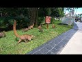 Mexican Coatis at the Riviera Maya March 2022