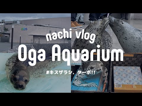 民族　大沼ジョージ　コギャル　egg cawaii B77 November Event ①: Heading to Oga Aquarium GAO ​​/ Searching for a