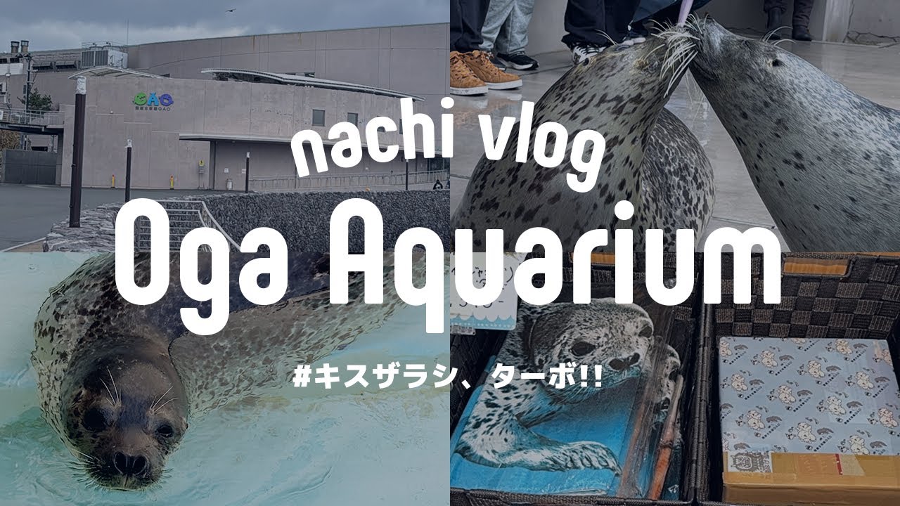 〈 11月イベント① 〉男鹿水族館GAOへ / タボタオルを求めて!! / キスザラシになっていたターボ〈 水族館巡り 〉