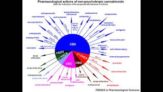 Dr. William Courtney Takes Time 4 Hemp - audio podcast