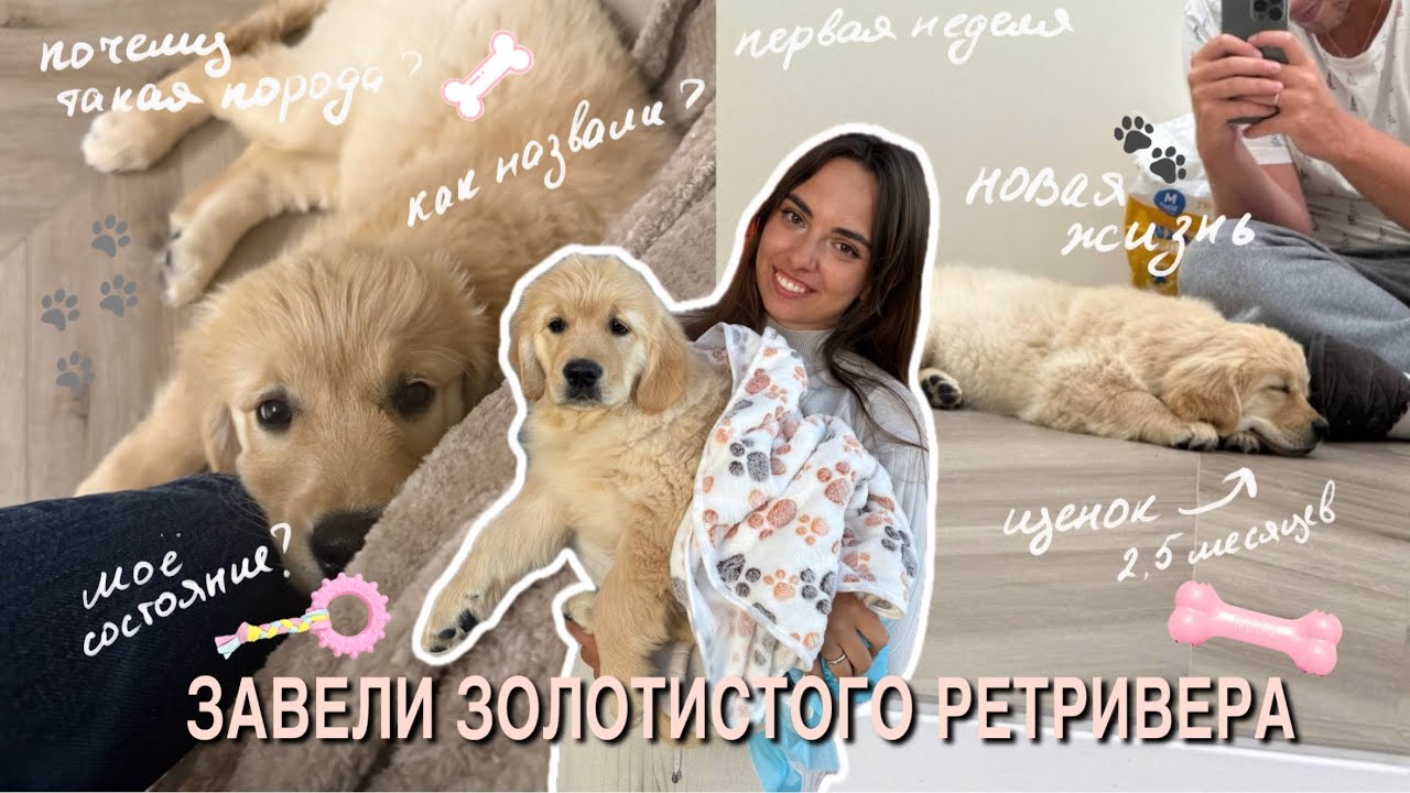 МЫ ЗАВЕЛИ СОБАКУ|НОВЫЙ ЧЛЕН СЕМЬИ|ПЕРВЫЕ НЕДЕЛИ|ЗОЛОТИСТЫЙ РЕТРИВЕР| РЕАКЦИЯ СТАРШЕЙ СОБ